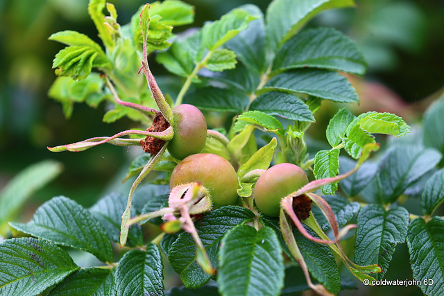 Wild rosehips