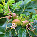 Wild rosehips