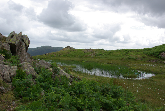 On top of Dow Bank - walked up from Elterwater Village