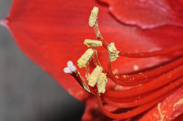 Etamines d'une fleur d'amarillys.