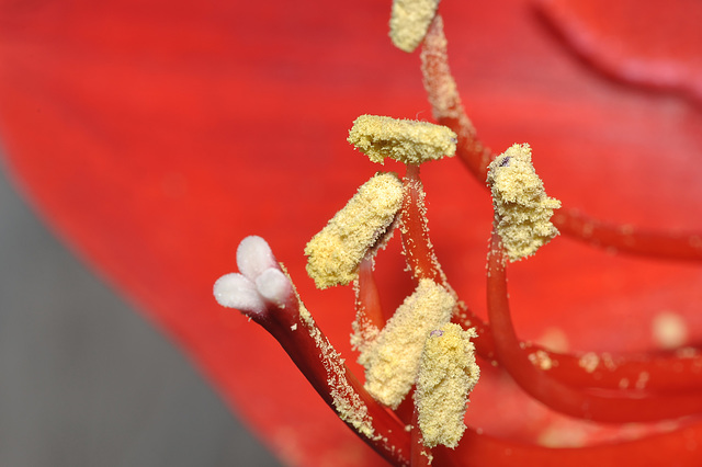 Etamines d'une fleur d'amarillys.