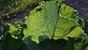 BESANCON: Une feuille de rhubarbe en contre-jour.