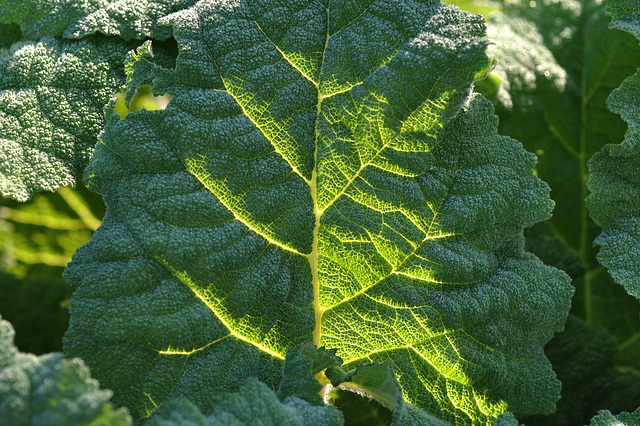 BESANCON: Contre-jour d'une feuille.