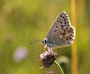 Bleu azuré