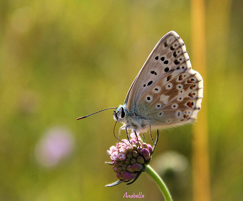 Bleu azuré