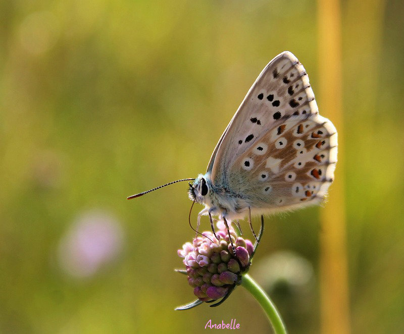 Bleu azuré