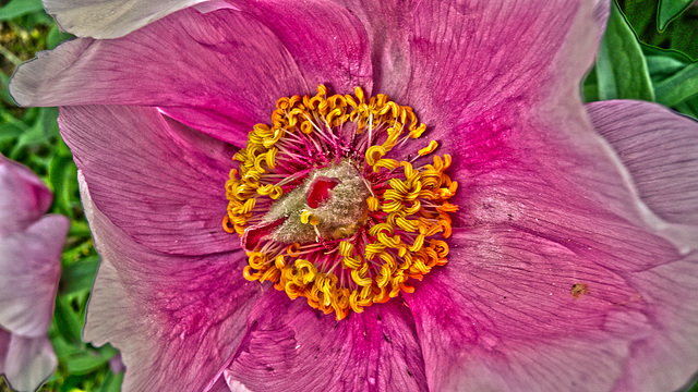 BESANCON: Jardin botanique: Fleur de Pivoine.