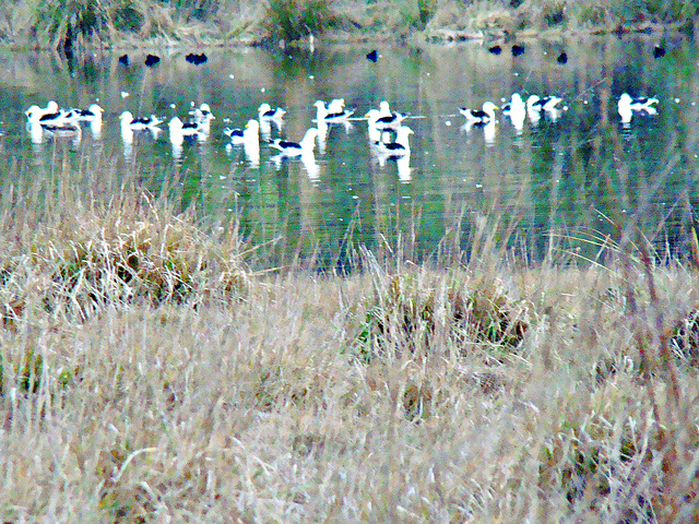 Birds of wetlands