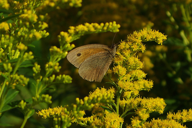 Meadow Brown