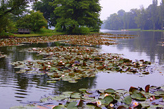 Lago de Vorlico kun nimfeoj (Wörlitzer See mit Seerosen)