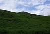 Paths through the bracken from the back road to Chapel Stile