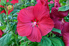 BESANCON: Hibiscus moscheutos.