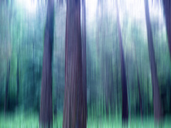 l'appel de la forêt : les pins, UNE ROMANCE