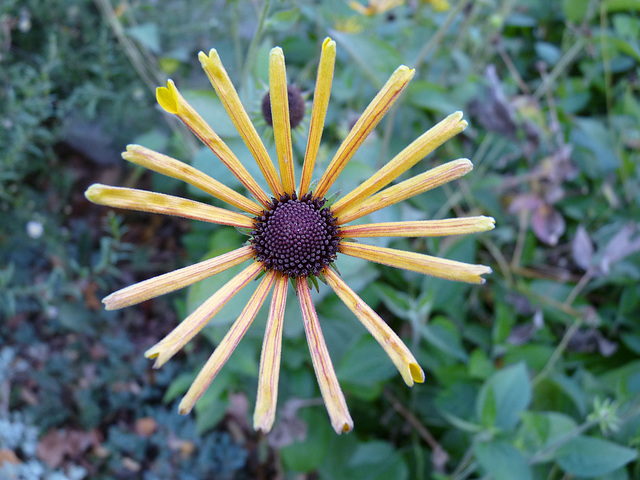 autumn bloom