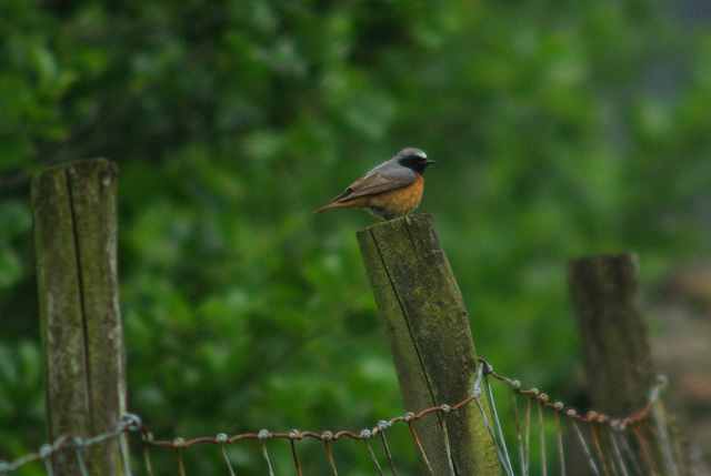 Redstart