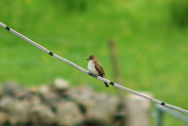 Spotted Flycatcher