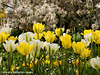 yellow and white tulips