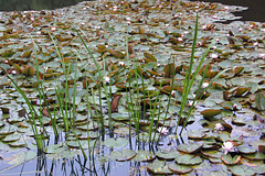 Nimfeoj kaj lagoherboj (Wasserrosen und Teichgräser)