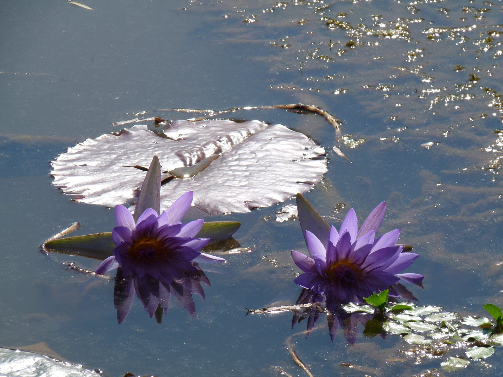 water lillies