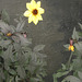yellow on gray flower