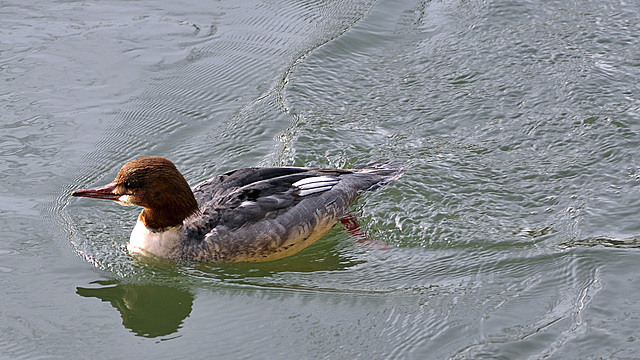 BESANCON: Un Canard...