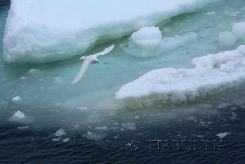 Snow Petrel