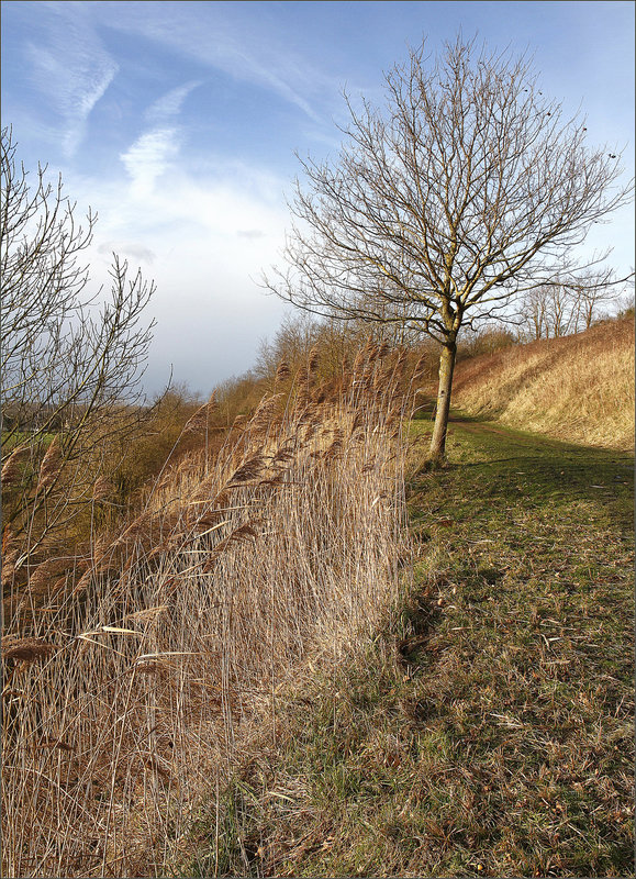 L'arbre