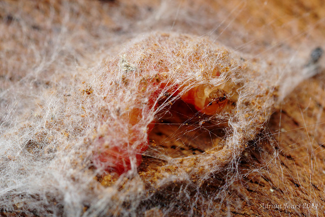 Microlepidoptera Larva?