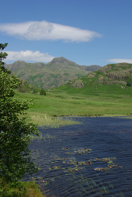 Blea Tarn lilies