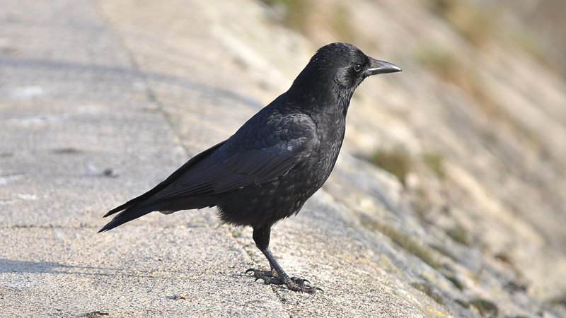 BESANCON: Une corneille noire.