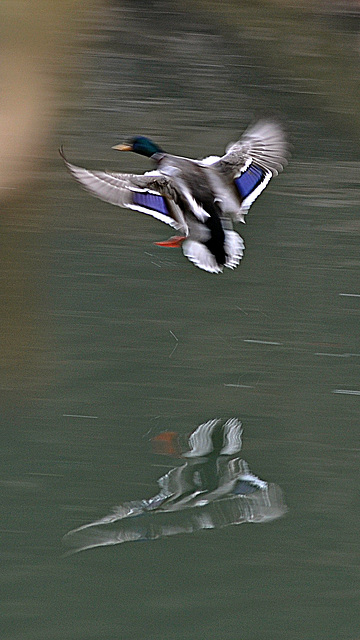 BESANCON: Reflet d'un colvert dans le canal.