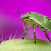 Common Green Shieldbug Nymph