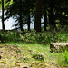 Summer grasses at Blea tarn