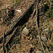 Pine roots