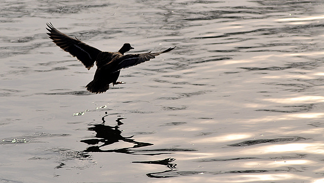 BESANCON: Un Canard...