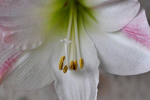 BESANCON: Etamines d'une fleur d'amarillys.