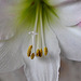 BESANCON: Etamines d'une fleur d'amarillys.