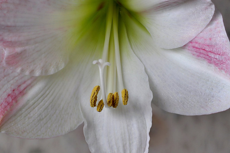 BESANCON: Etamines d'une fleur d'amarillys.