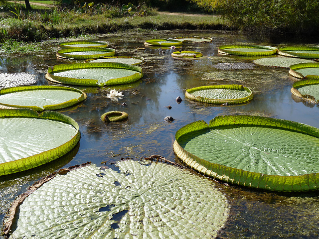 lilypads