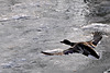 BESANCON: Vol d'un canard au-dessus du doubs gelé.