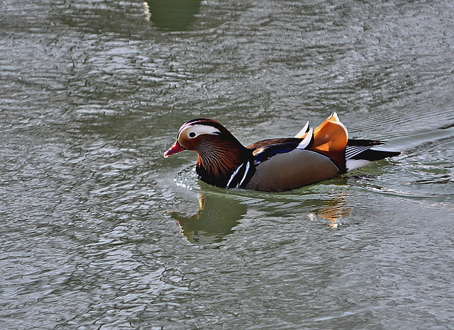 BESANCON: Un mandarin...