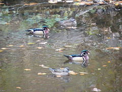 wood ducks