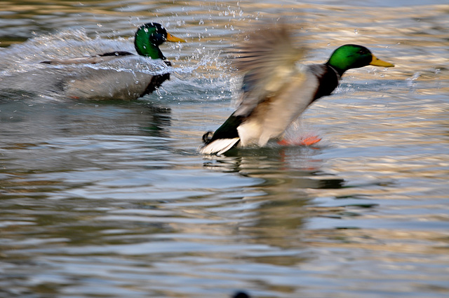 BESANCON: Atterrissage d'un canard dans le doubs.