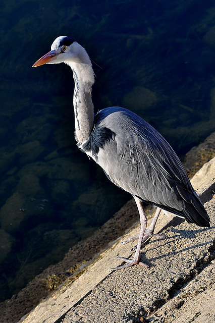 BESANCON: Un héron sur les bords du Doubs.