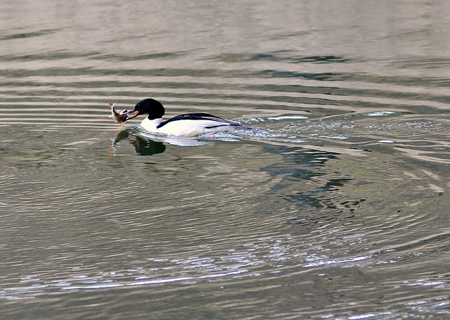 BESANCON: Le repas d'un harle bièvre (Mergus merganser).