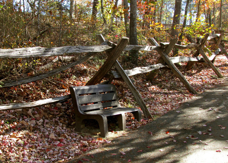 Bench and Fence in the Woods