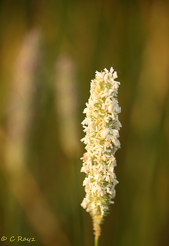 Grass Flower