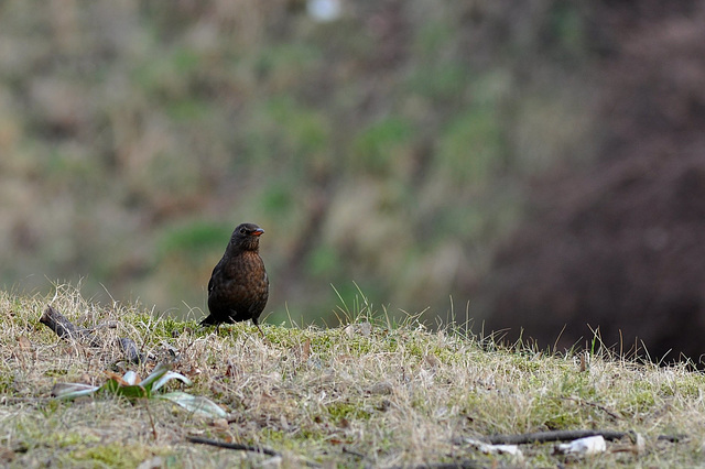 BESANCON: Un oiseau...