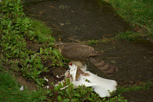 Sparrowhawk