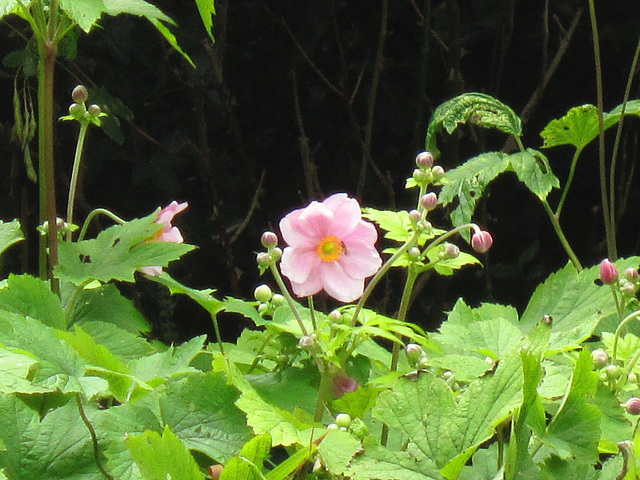 Japanese anemone